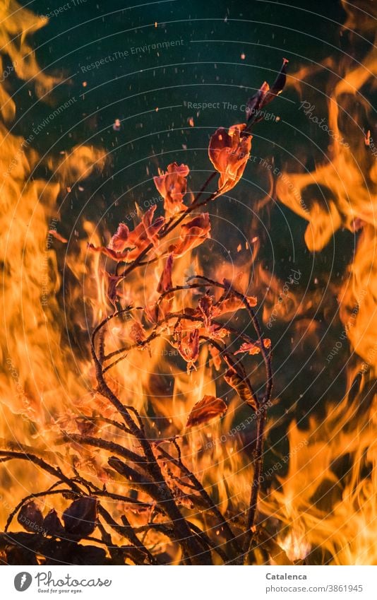 Feuer Flammen hochschlagen brennen Funken heiß Zweig Blätter Asche Urelement Orange Schwarz Scheiterhaufen Feuerstelle