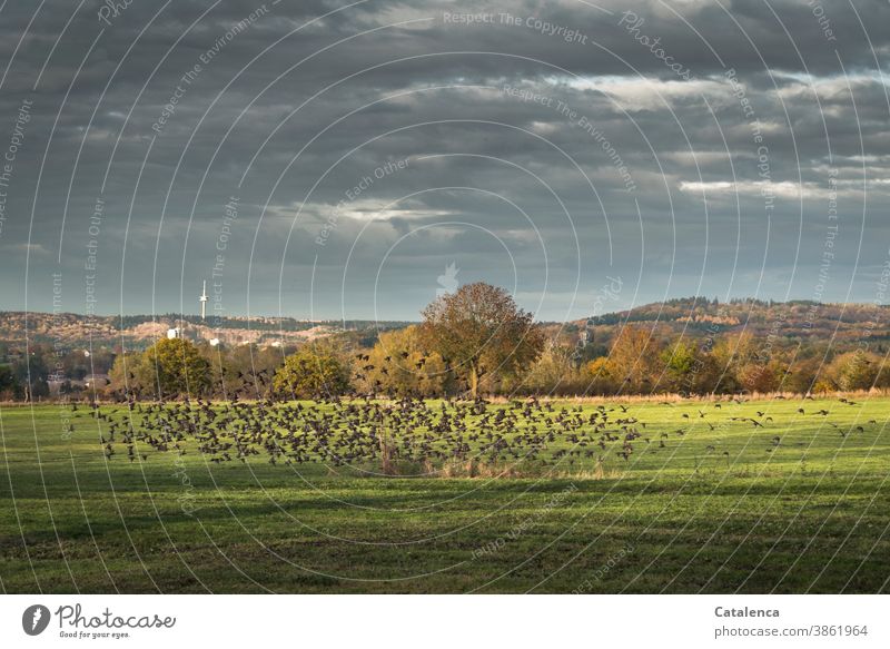 Ein Starenschwarm fliegt auf Natur Flora Vögel Wiese Gras Landschaft Bäume Herbst Himmel Wolken Hügel Fernsehturm Fauna Grau Grün Braun