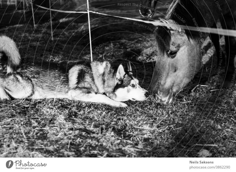 Sibirischer Husky und Wildpferd beschnüffeln sich gegenseitig Alaska Tier Baby braun niedlich Datierung Hund Pferd fluffig grün wenig Liebe männlich Säugetier