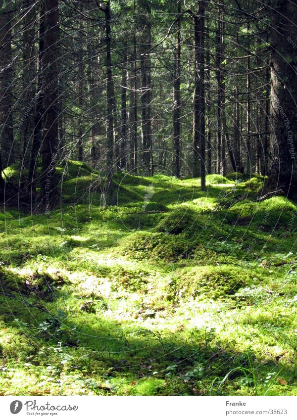 Schwedenwald Wald Licht Sommer Baum Waldboden Schatten