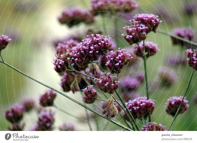 Blüten grün Blatt Blume violett Trockenblume mehrere Natur Tiefenunschärfe viele