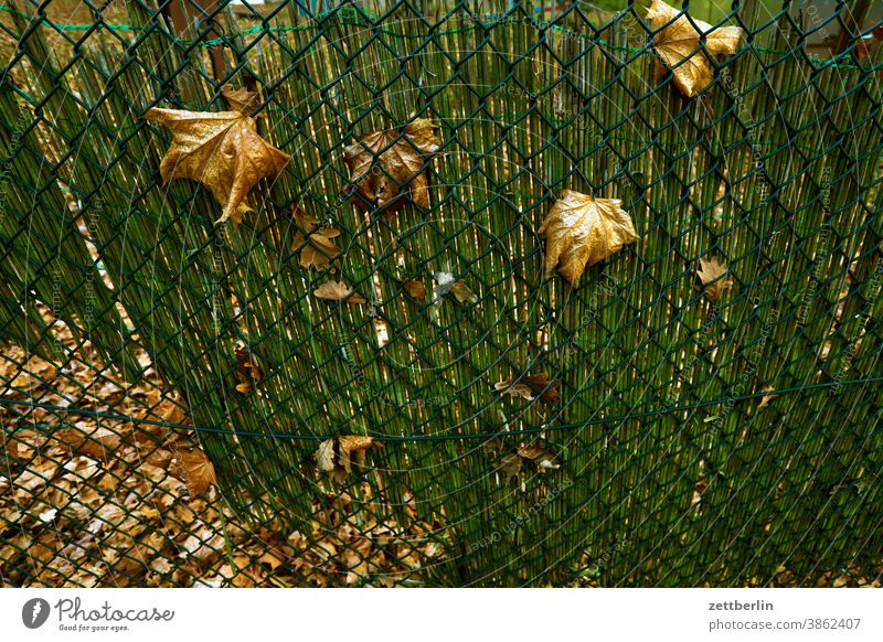 Herbstblätter am Maschendrahtzaun ast baum erholung ferien garten gras herbst kleingarten kleingartenkolonie menschenleer natur pflanze ruhe schrebergarten