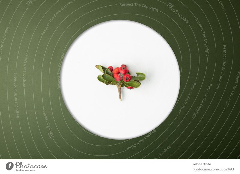 weihnachtlicher Hintergrund mit roten Beeren der Pyracantha coccinea-Pflanze Rahmen Weihnachten Borte Feiertag Winter festlich Postkarte Saison fröhlich Schnee
