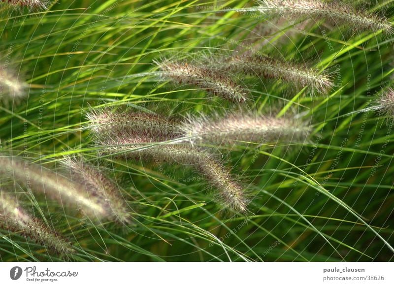 Gras grün Bewegung zart Lichtspiel Wind Schloß Dyck leichte Bewegung Natur