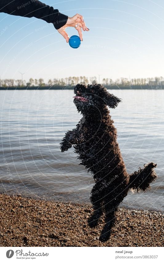 Hund springt nach Ball Tier haustier schwarz blau blauer Himmel Spaß Spiel Freude Freund Freundschaft Hand Glück Zusammensein Lifestyle jung Ufer
