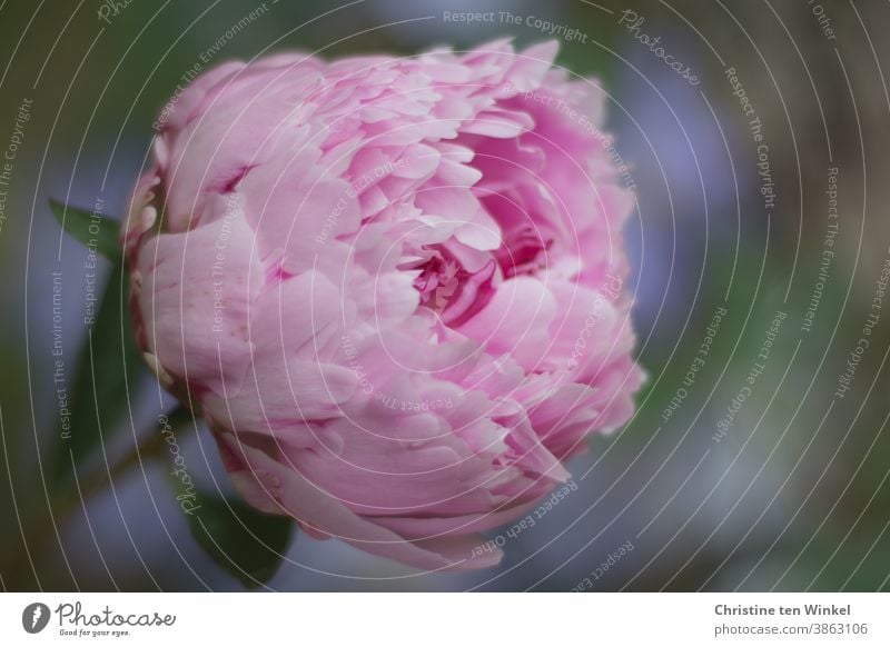 Blüte einer rosa Pfingstrose / Paeonia. Nahaufnahme mit schwacher Tiefenschärfe Paeonie Pflanze Blume blühend Garten Frühling schön Außenaufnahme Duft duftend