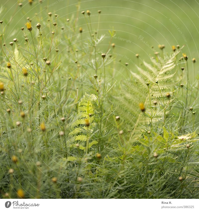 Umhegt Natur Pflanze Sommer Schönes Wetter Farn Garten hell natürlich gelb grün Schutz Geborgenheit Farbfoto Außenaufnahme Menschenleer Schwache Tiefenschärfe