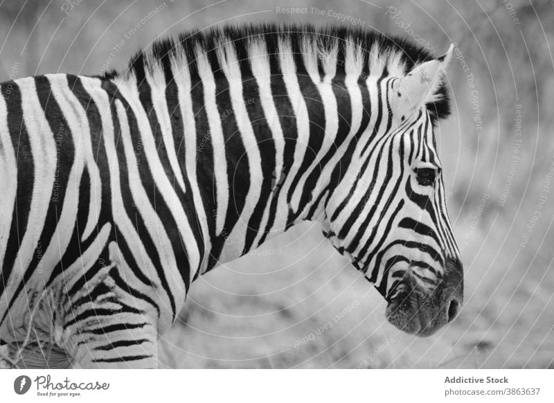 Niedliches Zebra beim Weiden in der Savanne weiden Tier Tierwelt Natur bezaubernd Pflanzenfresser Windstille tagsüber malerisch wild Tageslicht Umwelt Kreatur