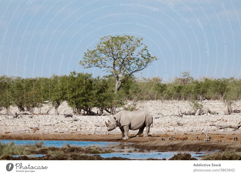Wildes Nashorn in der Nähe eines klaren Teiches in der Savanne See Wasser frisch wild Tier Natur sonnig Ufer tagsüber riesig Gelassenheit Harmonie Windstille