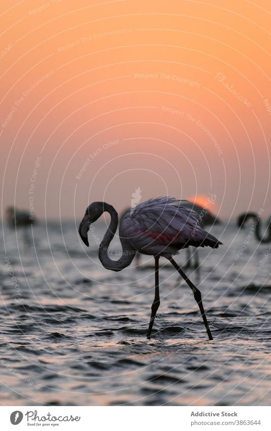 Anmutiger Flamingo im See bei Sonnenuntergang rosa Vogel Gefieder Wasser Dämmerung Himmel Savanne Natur ruhig Windstille Rippeln Abenddämmerung malerisch Tier
