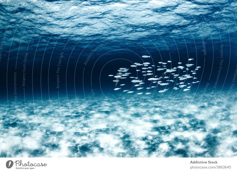 Fischschwarm im blauen Meerwasser Schule schwimmen Wasser marin Umwelt Ökosystem MEER Kristalle übersichtlich Zusammensein Natur durchsichtig Tier aqua Tierwelt
