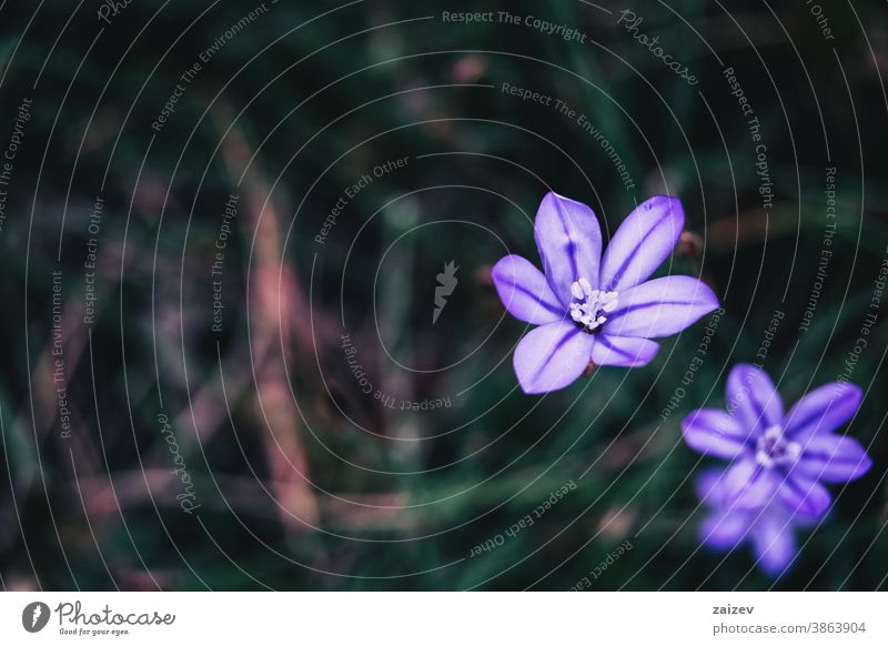 Detail einer violetten Blüte von aphyllanthes monspeliensis Natur Vegetation natürlich Blume geblümt blühte Botanik botanisch Blütenblätter Überstrahlung