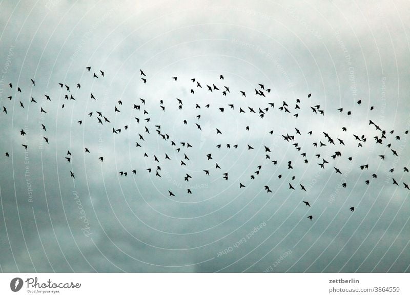 Vogelschar oder Vogelschwarm? abend bewegung flugbahn flugplatz himmel menschenleer natur textfreiraum verkehr weite vogel vogelschar vogelschwarm schoof