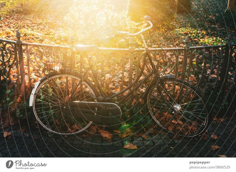 Fahrrad im Gegenlicht Park Sonne Sommer Außenaufnahme Licht Sonnenstrahlen Baum Menschenleer Umwelt Pflanze Farbfoto Sonnenlicht Schönes Wetter Natur Landschaft