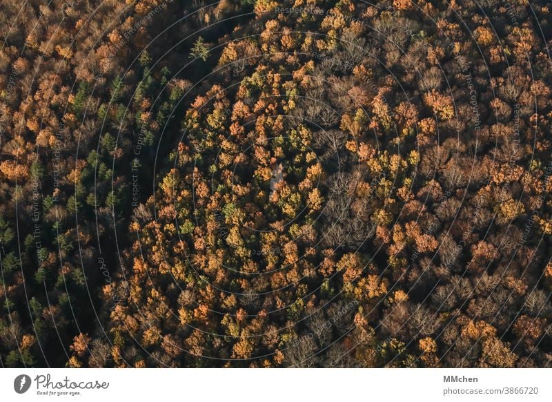 Mischwald im Herbst aus der Vogelperspektive Laubbaum Nadelbaum Mischwald von oben Lichtung Indian Summer kahl grün gelb Baum Natur Außenaufnahme Landschaft