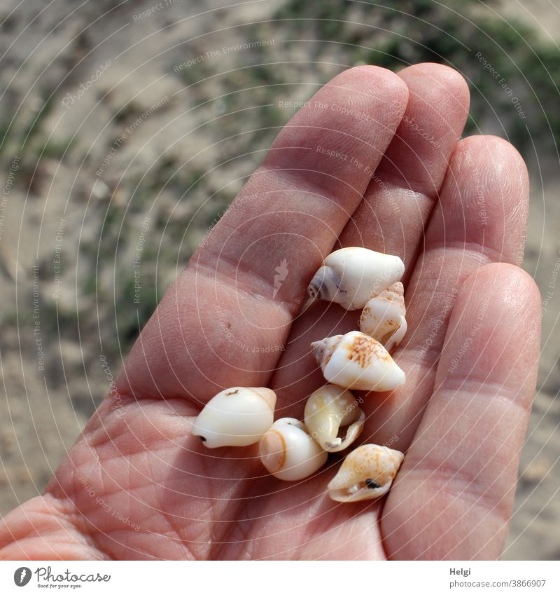 Fundsachen - kleine außergewöhnliche Muscheln in einer Hand Schneckenhaus Schneckenmuscheln halten Strand Mallorca Strandfund Natur Nahaufnahme Farbfoto