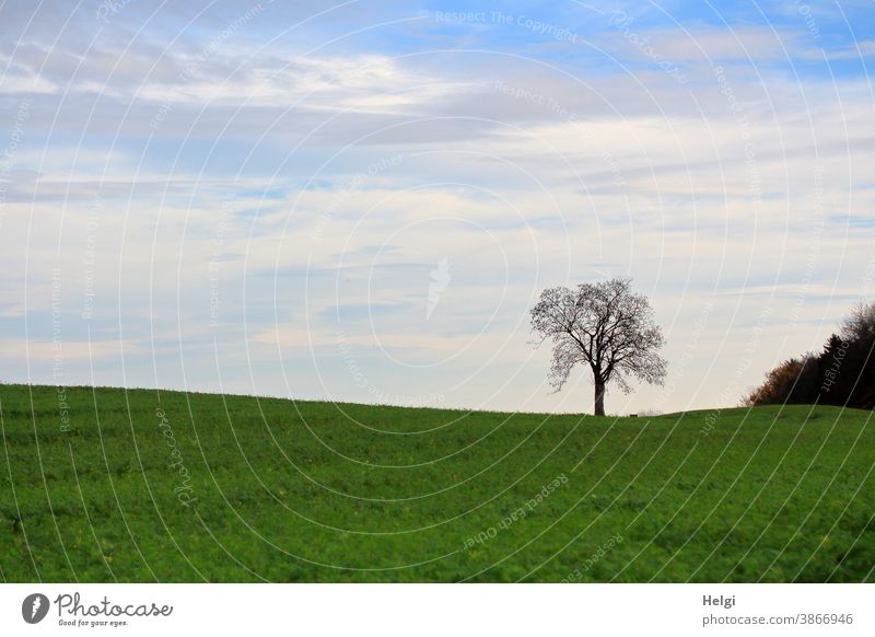 einsamer kahler Baum auf einer Wiese vor blauem Himmel mit Wolken Einsamkeit allein Herbst Natur Landschaft Außenaufnahme Umwelt Farbfoto Menschenleer Tag