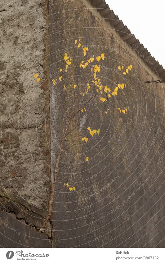 Pionierpflanze junge Birke mit herbstlicher Blättertracht hat sich in einer dunklen Mauer verwurzelt Herbst Mauerritze dunkel Himmel Überleben Natur Baum