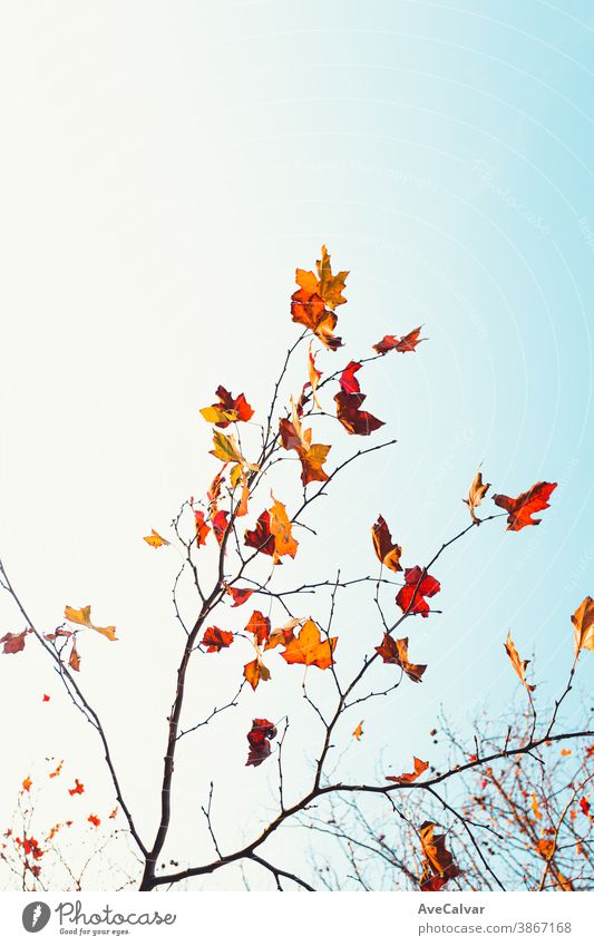 Gruppe von Herbst- und Herbstlaub über einem klaren blauen Hintergrund mit Kopierfeld abstrakt defokussiert Licht üppig (Wuchs) Ahorn Sonne gold Wachstum