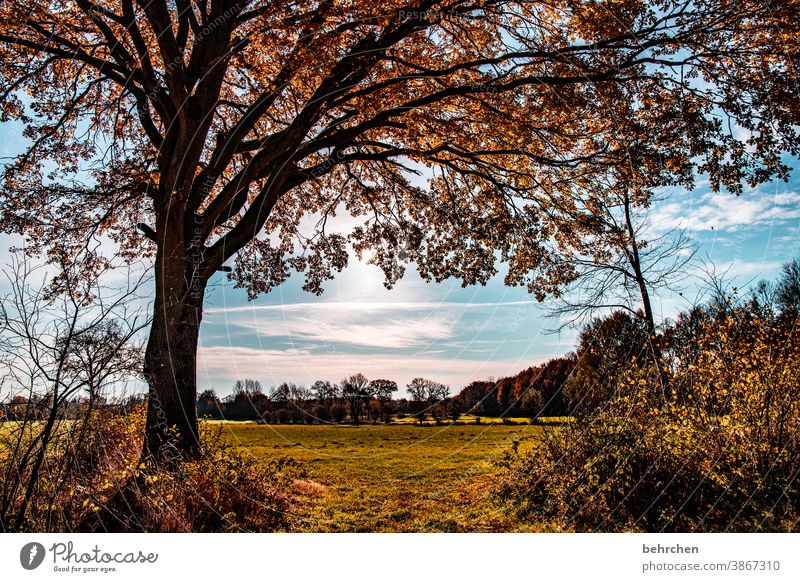 es herbstelt Baumstamm Landschaft Herbstlaub Herbstwald Sonnenstrahlen Idylle Blauer Himmel herbstspaziergang Herbstfärbung herbstlich Herbststimmung