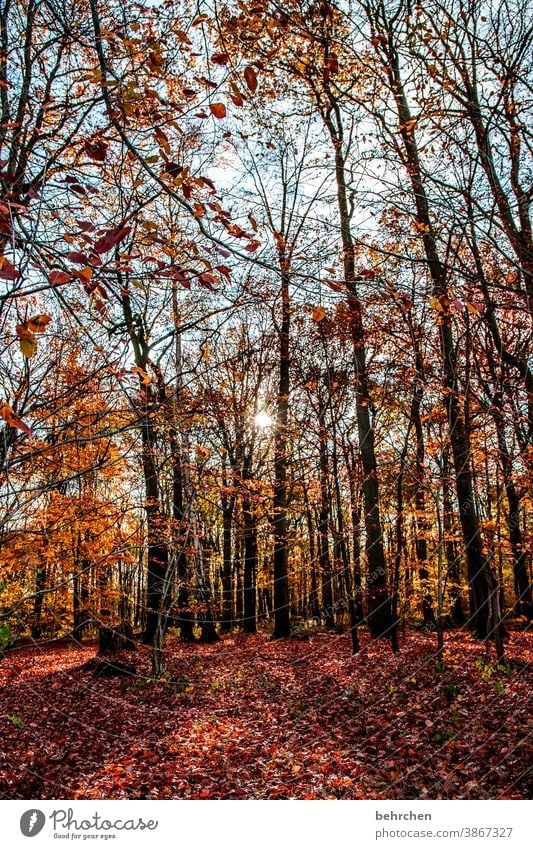 waldliebe Herbstlandschaft Herbstwetter Blätter Herbstwald Sonnenstrahlen Idylle Blauer Himmel herbstspaziergang Herbstfärbung herbstlich Herbststimmung