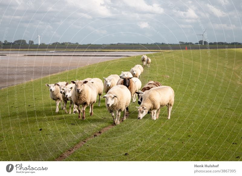 Schafe auf dem Deich in der Nähe des Wattenmeeres Ackerbau Tier schön blau Rind Küste Landschaft holländisch Europa Bauernhof Landwirtschaft Feld Schwarm