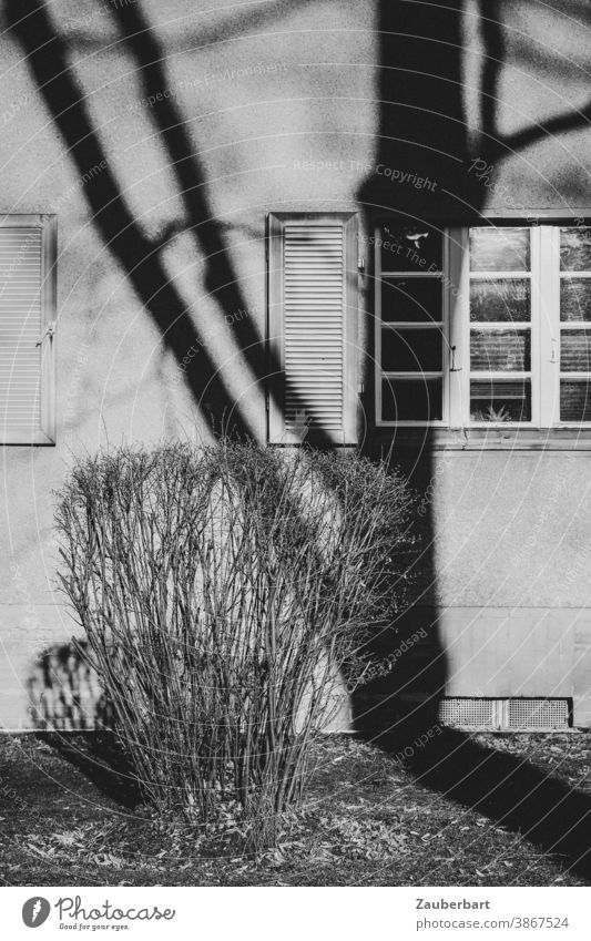 Schatten eines Baumes vor Sprossenfenster eines Wohnhauses mit Busch in schwarz-weiß Fenster bedrohlich bizarr düster alt Film körnig