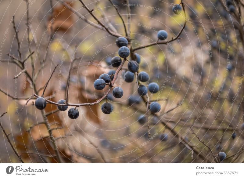Die Schlehen sind reif Natur Pflanze Strauch Schwarzdorn Beeren Ast genießbar Heilkraft Herbst Blau Braun Lila