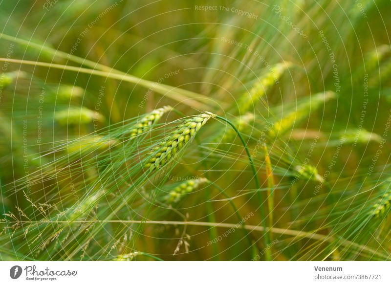 Getreideähren im Sommer im Land Brandenburg Müsli grün Ähren Deutschland luckenwalde Feld Getreidefelder Ackerbau Landwirtschaft Agronomie Agrarsektor
