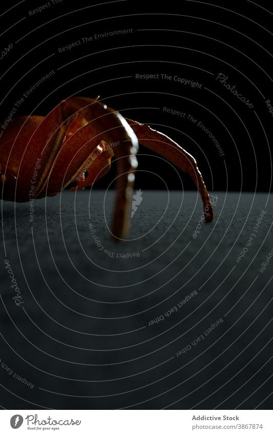 Braune Krabbe kriechend auf schwarzem Hintergrund Spinne Tier Fauna wild Natur Grafik u. Illustration 3d Tierwelt Umwelt Design Kreatur Bargeld Form braun
