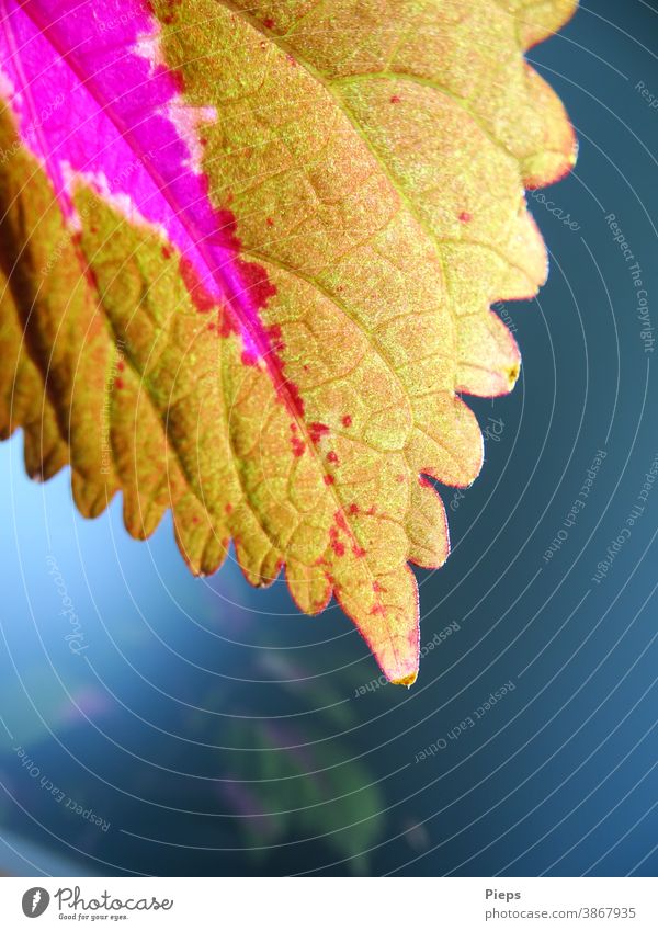 Blatt der Buntnessel Zimmerpflanze Muster Farbigkeit Spiegelung strauch Botanik Blattadern purpur Zierpflanze Blattspitze Unschärfe lindgrün