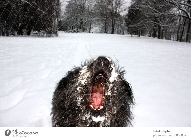Blick ins Maul eines bellenden Hundes im Schnee Hundeschnauze Tierkommunikation Hundemaul hund Tierporträt Winterstimmung Haushund schwarzer hund pumi