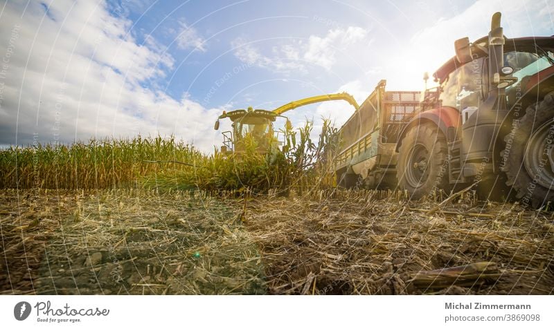 Maishäcksler in der Maisernte Blick nach vorn Farbfoto Menschenleer Außenaufnahme Natur Maiskolben Maisfeld tracktor Pflanze Feld Nutzpflanze Landwirtschaft