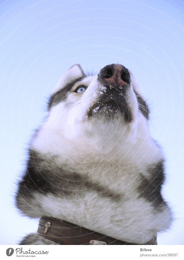 EinWilder über mir Hund Husky Schnauze Winter Tier Verkehr Siberian Schnee Auge blau Blick Himmel Fell Perspektive