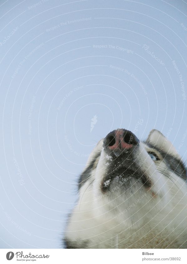wildesHaustier Hund Husky Schnauze Winter Fell Siberian Schnee Auge blau Blick Himmel