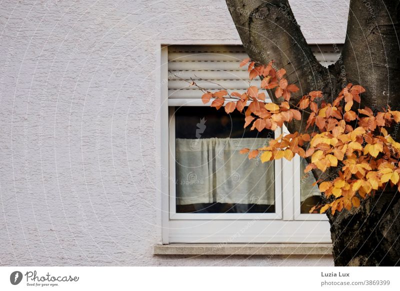 Goldener Herbst: Baumstamm mit Resten von herbstlichem Laub, dahinter ein Fenster mit Rollladen und Gardine Licht Sonnenlicht Schatten Außenaufnahme