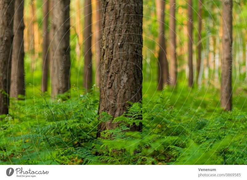 Grüner Farn im Sommer im Kiefernwald Wurmfarn Natur Pflanze Pflanzen Farnarten Farnblatt Blatt Blätter Wildpflanzenfarne grün Deutschland Adlerfarn