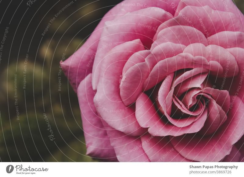schöne rosa Rose Roséwein Pflanze Natur Farbfoto Blüte Blühend Garten Tag