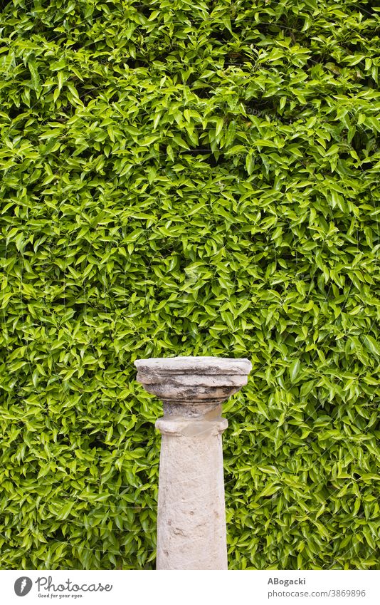 Säulensockel und Wohnwandhintergrund Textur Hintergrund Natur Pflanze Blatt Blätter Laubwerk Flora Grün grün Vegetation lebend Wand Design Element Muster Buchse