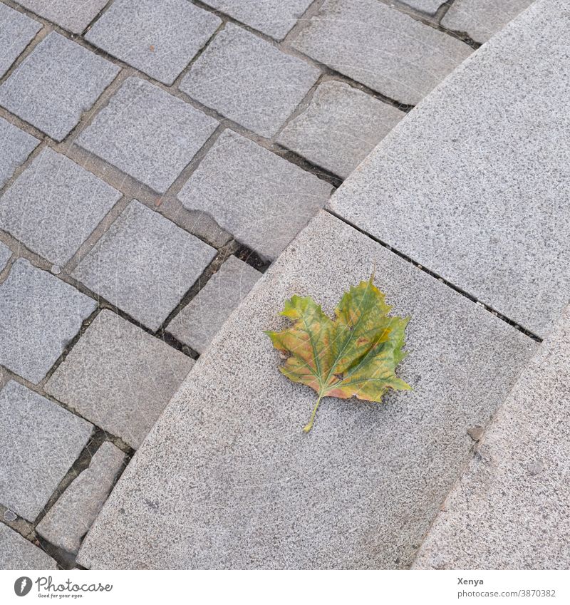 Blatt am Boden Herbst Pflaster Menschenleer Kopfsteinpflaster grau Außenaufnahme Bürgersteig Gehweg Fußweg Stadt Stein