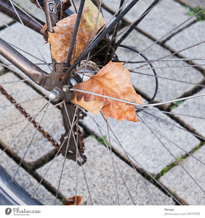 Blatt im Rad Herbstblatt Fahrrad Speichen Bordstein Reifen Fahrradreifen Detailaufnahme Metall