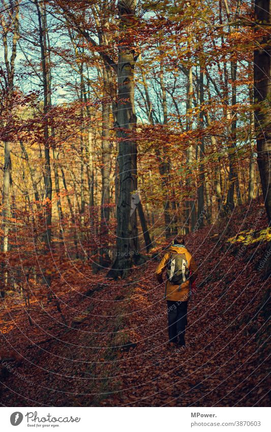 herbstrunde wandern Herbst Laubbaum laub Wald wanderweg Herbstfarben Herbstfärbung Ausflug draußen Natur Baum Außenaufnahme Herbstwald Herbstlandschaft Mensch