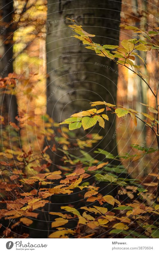 herbst im wald Baum Wald Herbst orange-rot Blätter Natur Landschaft Pflanze Park