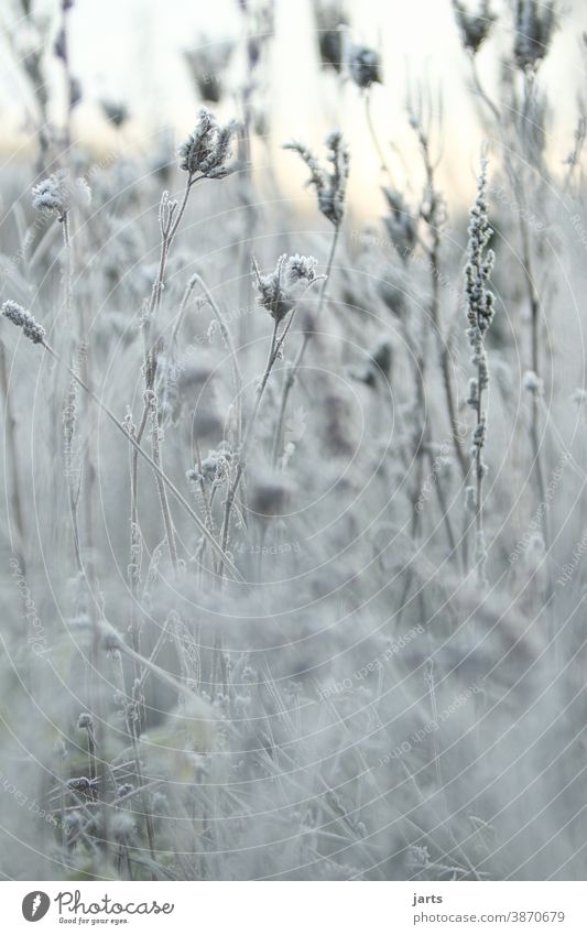 eiskalt Winter Raureif Eiskristall Frost gefroren frieren weiß Nahaufnahme Außenaufnahme Natur Menschenleer Morgen Pflanzen Blumen Eisblume Kälte