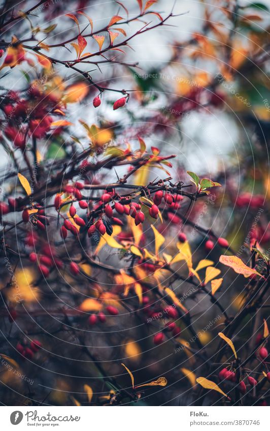 Hagebutten im Farbenspiel mit dem Herbstlaub Pflanze Natur Gebüsch Sträucher Äste und Zweige Ast rot Frucht gelb herbstlich Herbststimmung Umwelt regional