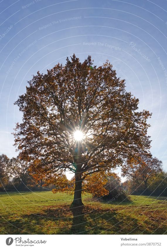 Herbstliche Eiche im Gegenlicht dreieich hessen landschaft herbst sonne sonnenstrahl sonnenstrahlen natur oktober november sonnig schoenes wetter jahreszeit