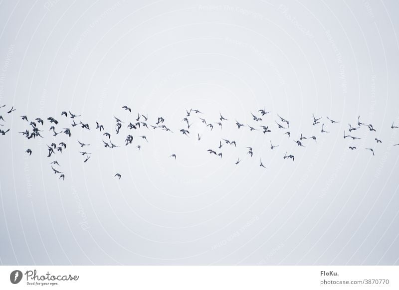 Vogelband am Himmel Vögel fliegen Herbst Zugvögel Wolken Formationsflug vogelschwarm Vogelflug tiere Zugvogel Vogelschwarm Schwarm Wildtier Außenaufnahme