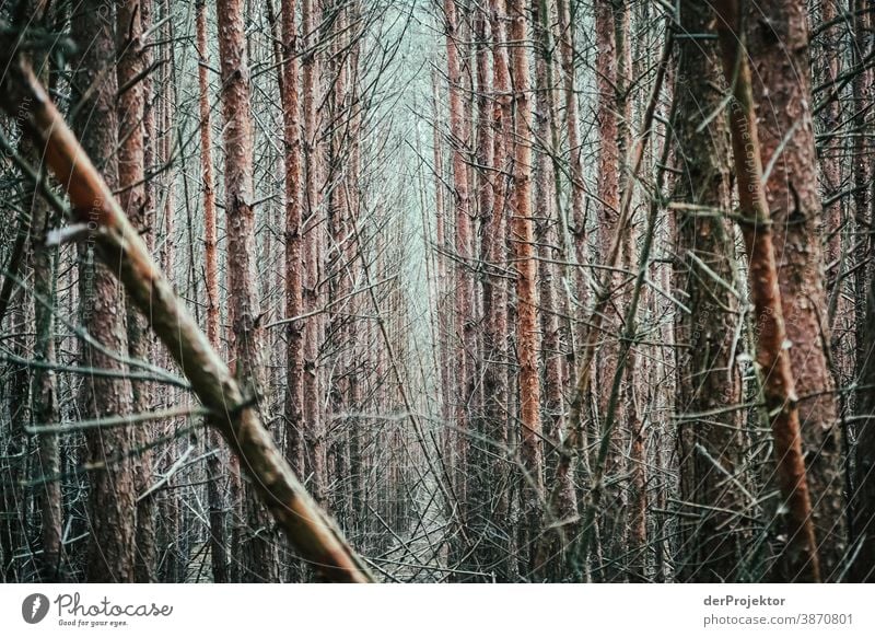 Monotoner Forst im Brandenburger Naturschutzgebiet Landschaft Ausflug Umwelt wandern Pflanze Herbst Baum Wald Akzeptanz Vertrauen Glaube Herbstlaub