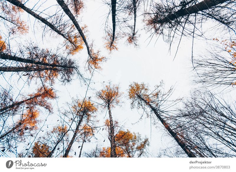 Lärchen im Brandenburger Naturschutzgebiet Landschaft Ausflug Umwelt wandern Pflanze Herbst Baum Wald Akzeptanz Vertrauen Glaube Herbstlaub Herbstfärbung