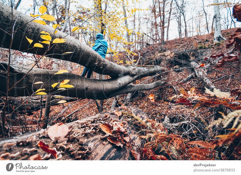 Rast im Brandenburger Naturschutzgebiet Landschaft Ausflug Umwelt wandern Pflanze Herbst Baum Wald Akzeptanz Vertrauen Glaube Herbstlaub Herbstfärbung